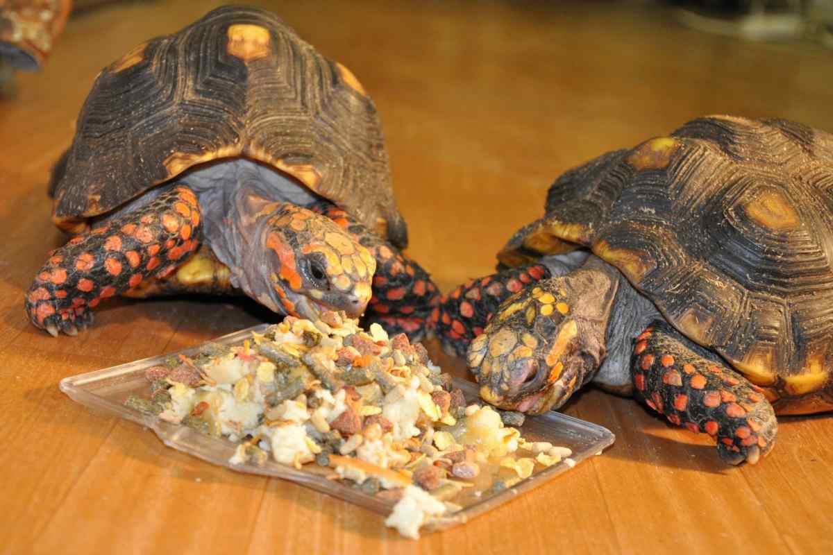 Корм для черепахи. Чим годувати черепаху в домашніх умовах