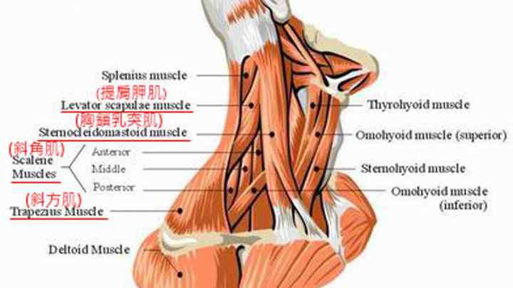 М 'язи шиї: анатомія. Будова і функції м 'язів шиї людини