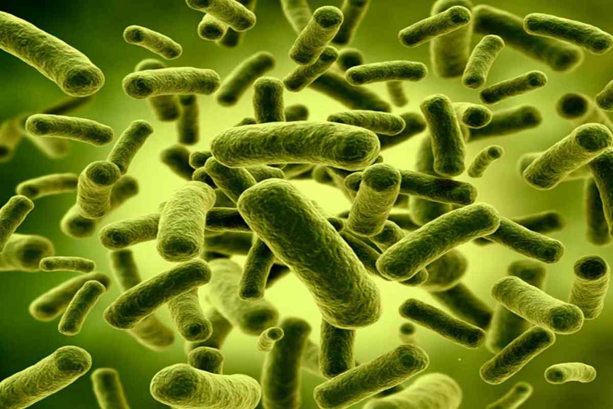 Лізати бактерій: що це таке, особливості і застосування