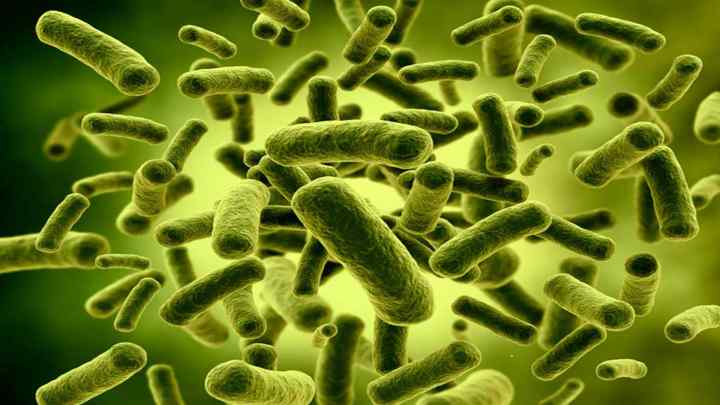 Лізати бактерій: що це таке, особливості і застосування