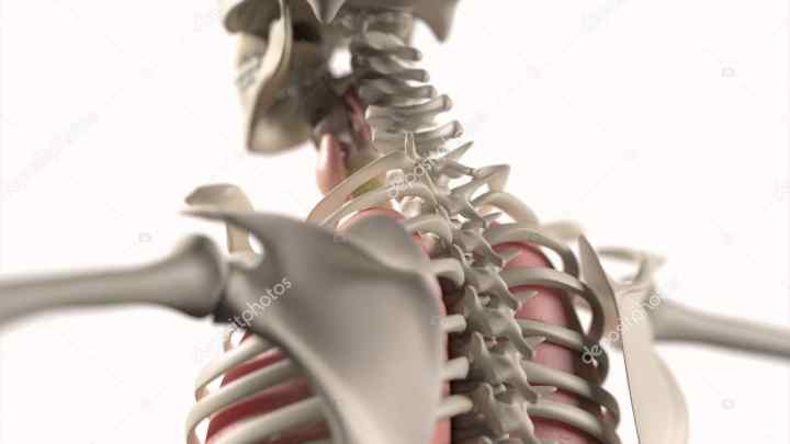 Анатомія людини: хребці грудні