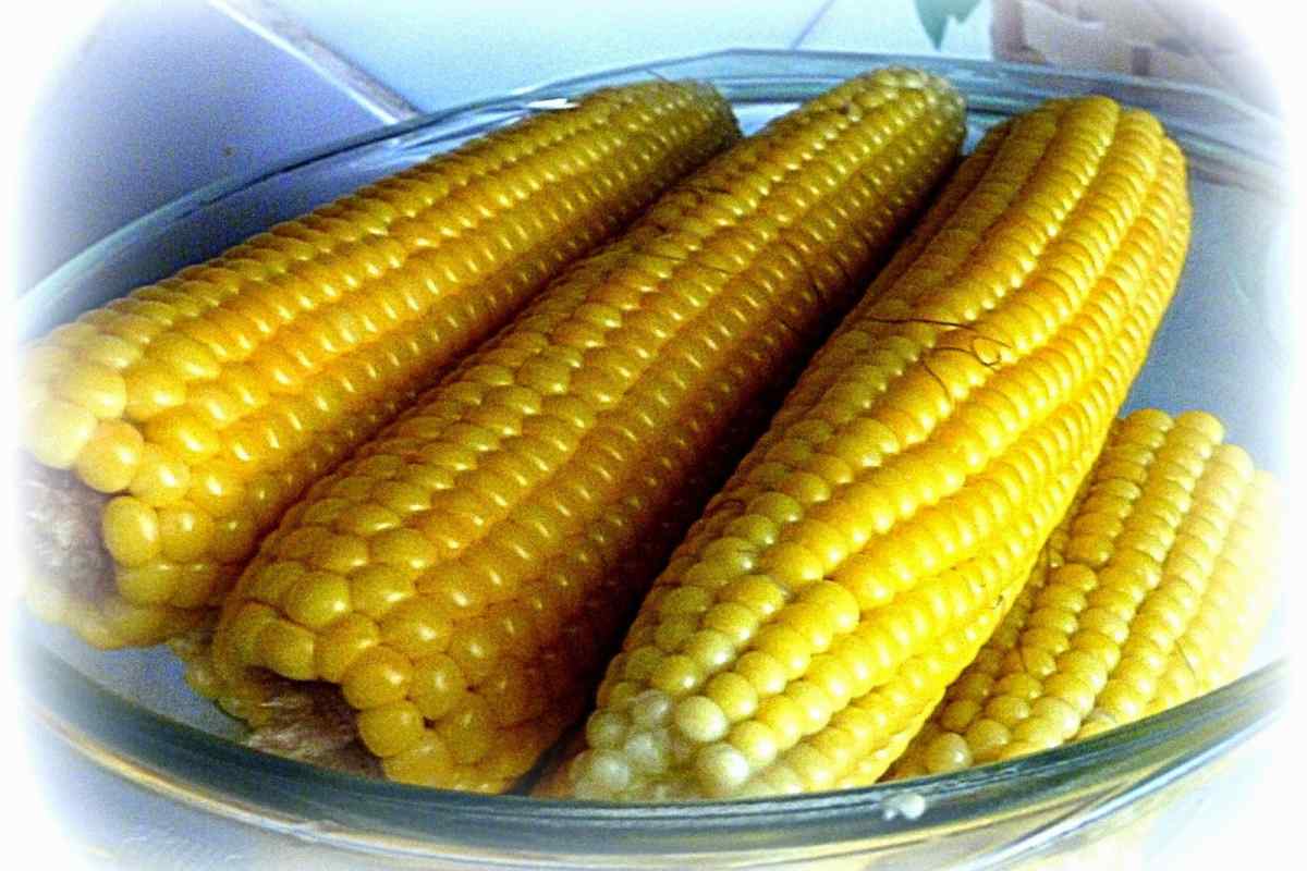 Кукурудза: корисні властивості та застосування