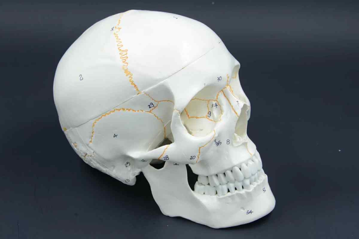 Череп: з 'єднання кісток черепа. Види, типи та особливості