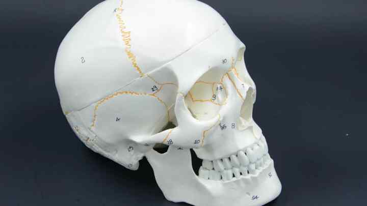 Череп: з 'єднання кісток черепа. Види, типи та особливості