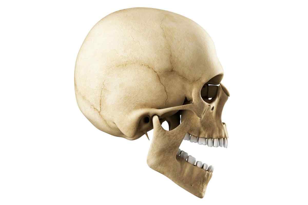 Скронева кістка черепа. Скронева кістка: анатомія