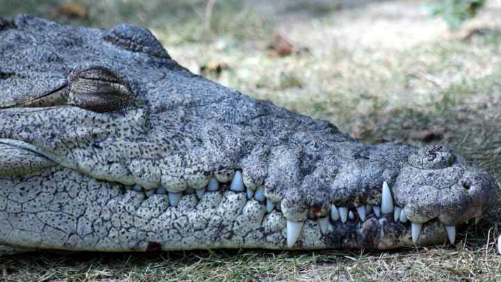 Найцікавіші факти про крокодили