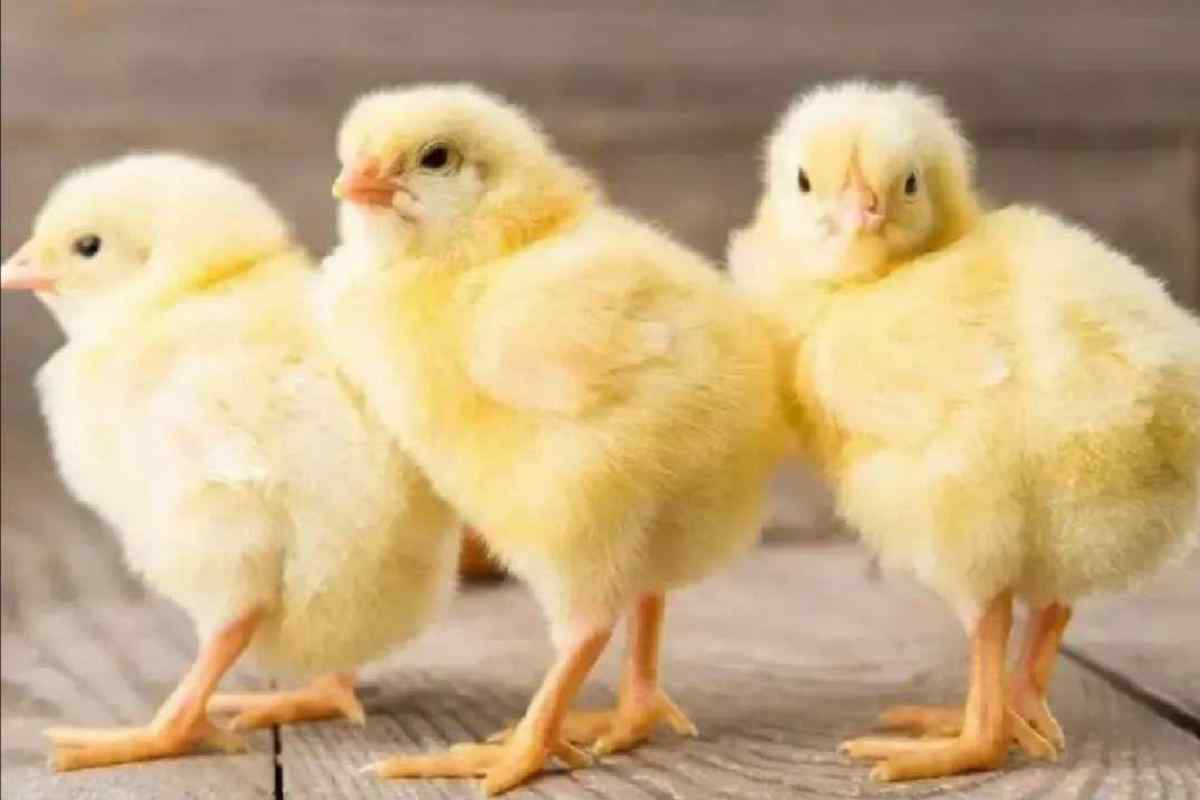 Як визначити підлогу курча? Добові курчата