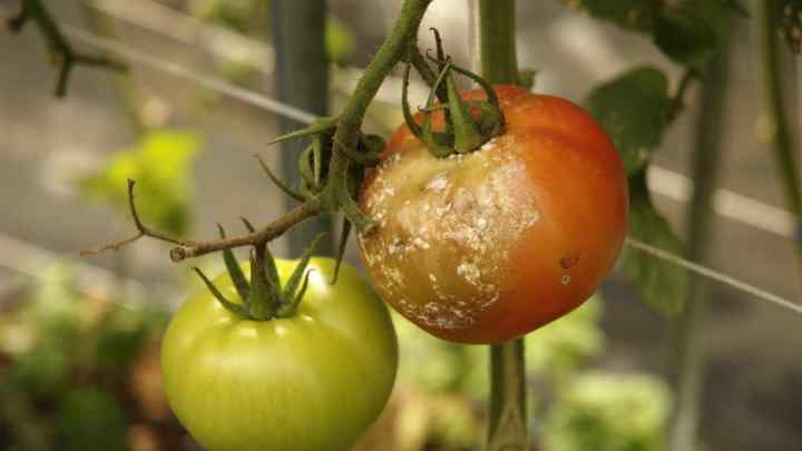Коли обприскувати від фітофторозу томати? Фітофтороз: профілактика, лікування