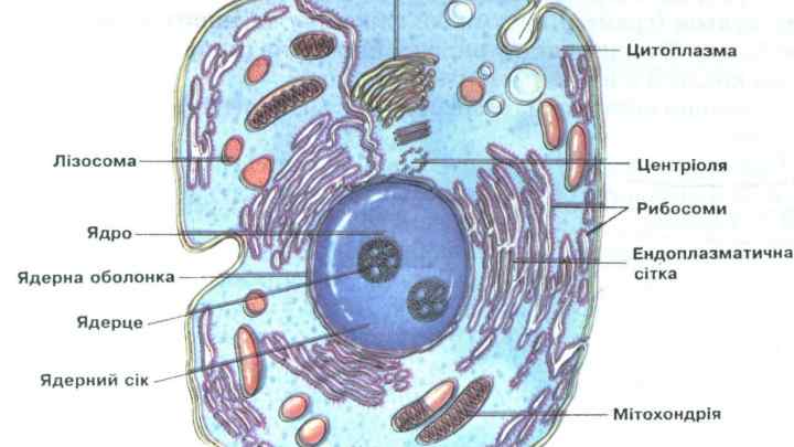 Що таке клітинна стінка? Клітинна стінка бактерій і грибів