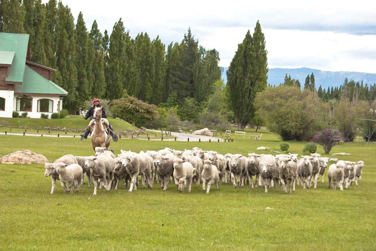 Сучасне сільське господарство Аргентини