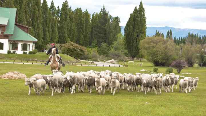Сучасне сільське господарство Аргентини