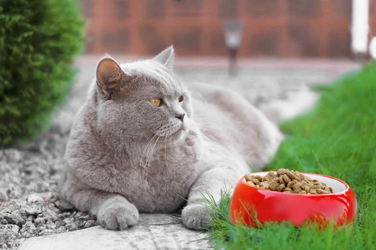 Чим годувати британських кошенят? Чим не можна годувати британських кошенят?