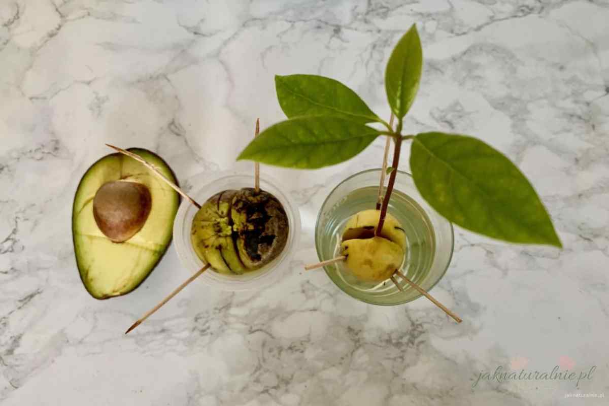 Як виростити авокадо з кісточки? Вирощування і відхід