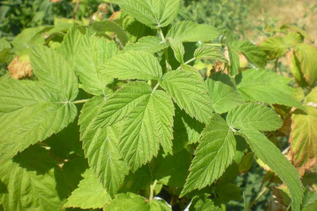 Малина: корисні властивості ягід і листя
