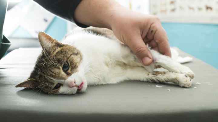 Панлейкопіння кішок. Котяча чумка - лікування, профілактика