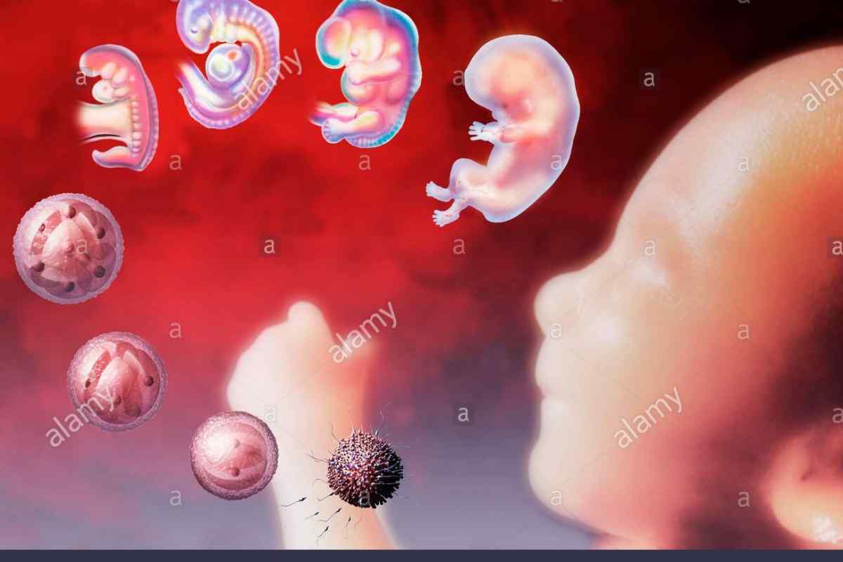 Розвиток ембріона за тижнями: етапи, стадії