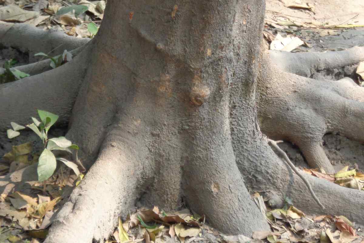 Стовбур дерева - могутній стрижень, що обіймає землю корінням