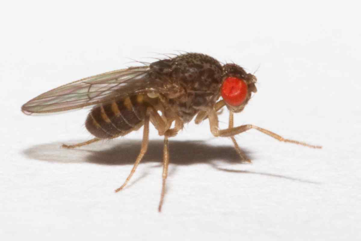 Чому ми іноді бачимо літаючих безбарвних мушок? Що це і наскільки небезпечно?