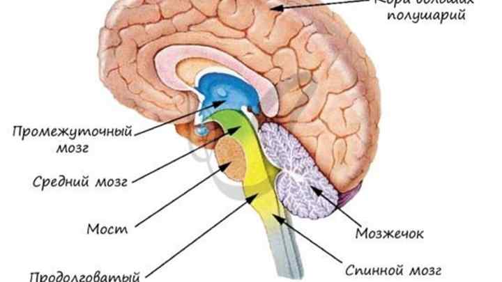 Лікворна киста головного мозку: що це таке, види, методи лікування, наслідки