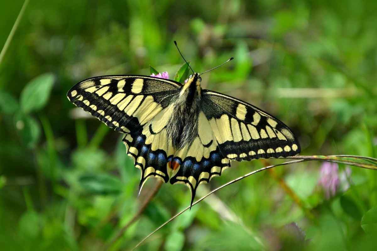 Метелик махаон: опис і середовище проживання