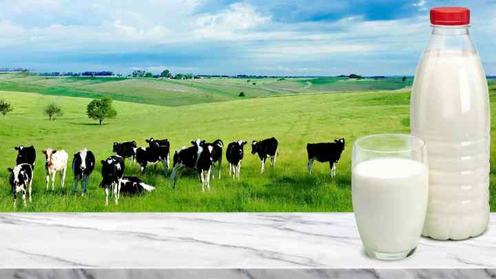 Коров 'яче молоко: склад натурального продукту
