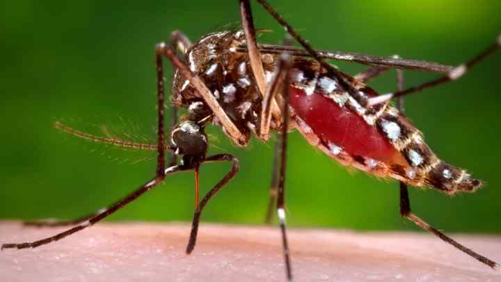 Скільки живуть комарі в природі?