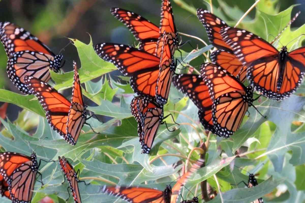Чим харчуються метелики в природі і в домашніх умовах?