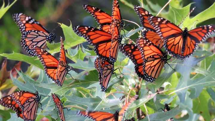 Чим харчуються метелики в природі і в домашніх умовах?