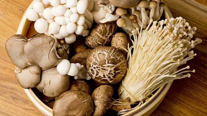Чим корисні гриби? Різновиди грибів, застосування