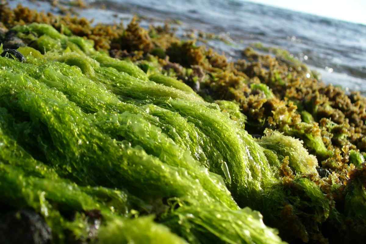 Коли квітне море в Анапі? Корисні властивості водоростей.