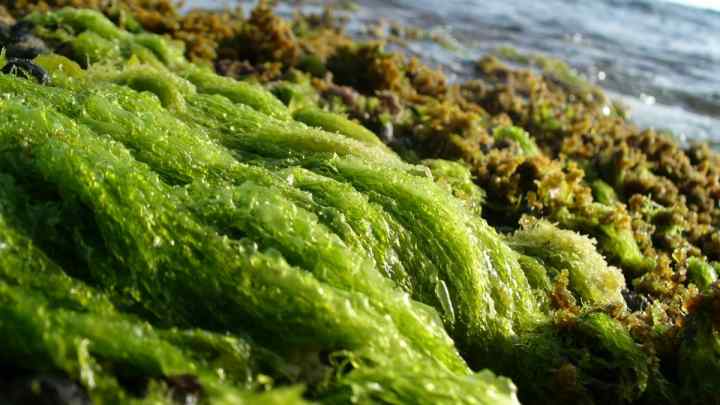 Коли квітне море в Анапі? Корисні властивості водоростей.