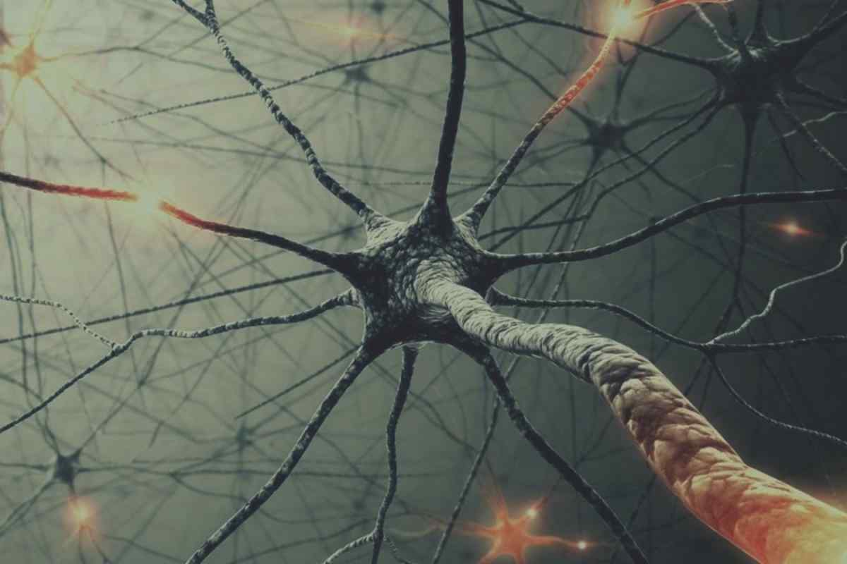 Що з себе представляють дзеркальні нейрони?