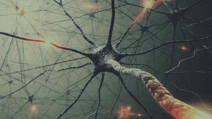 Що з себе представляють дзеркальні нейрони?