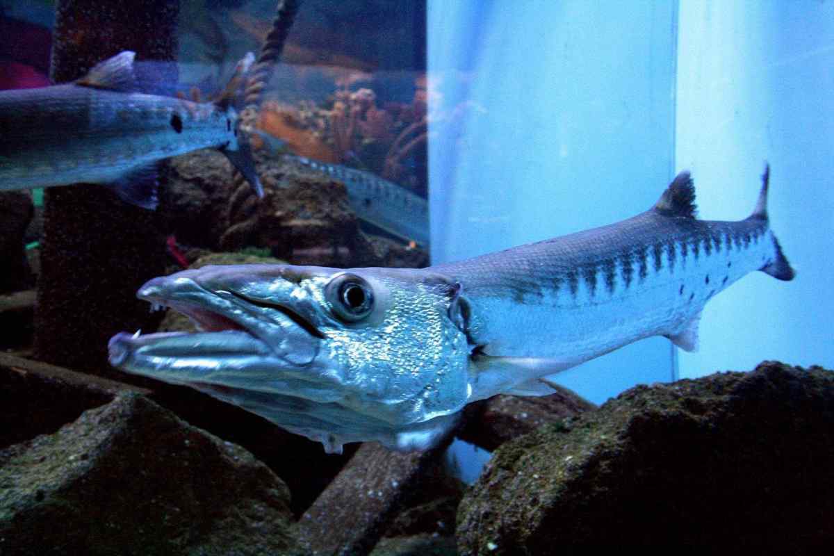 Риба барракуда: види, опис, де живить, чим харчується