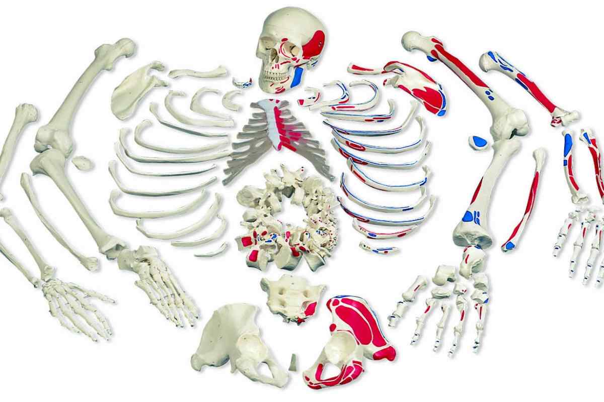 Скелет нижніх кінцівок людини: будова і функції