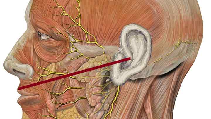 Анатомія трійничного нерва, його гілки