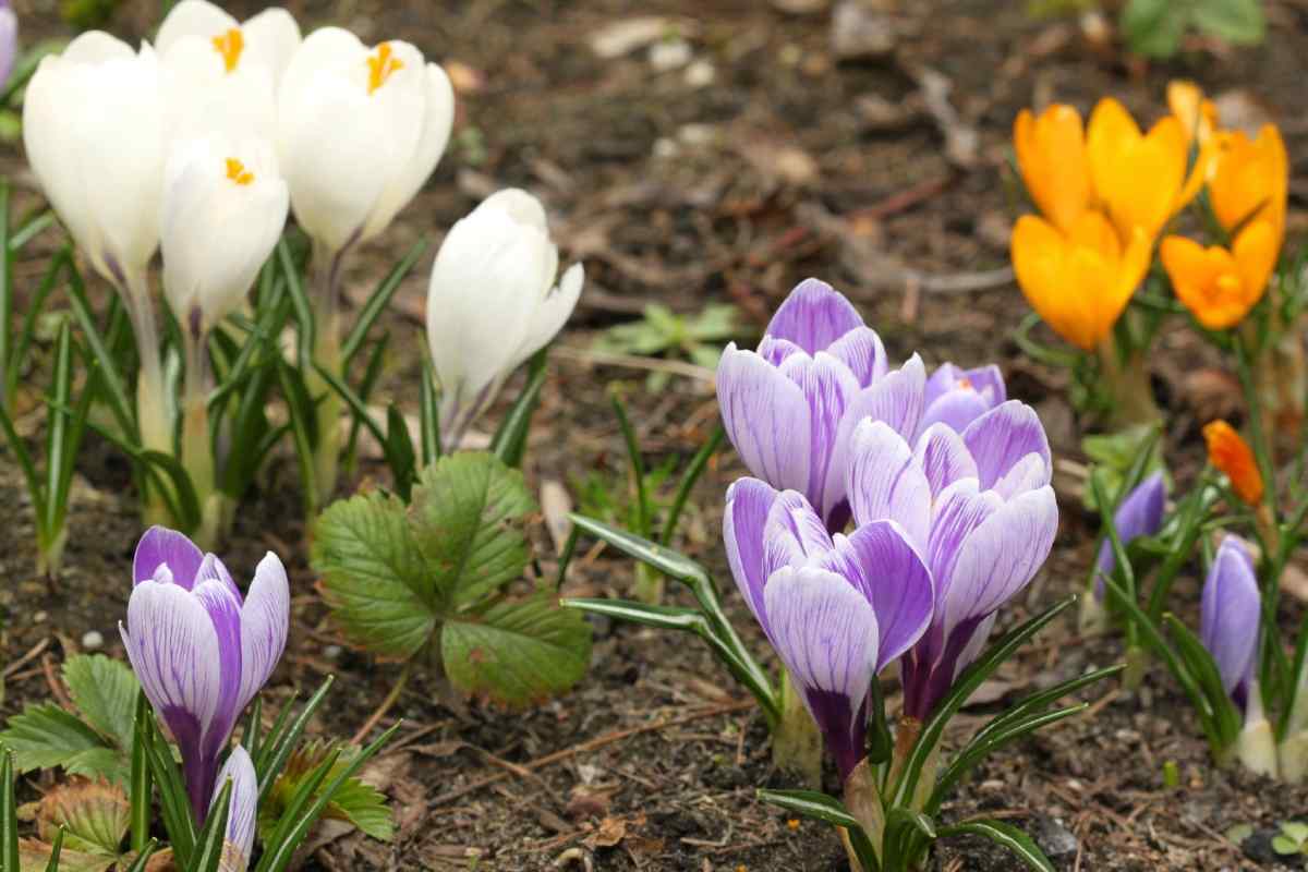 Найкрасивіші весняні квіти в саду