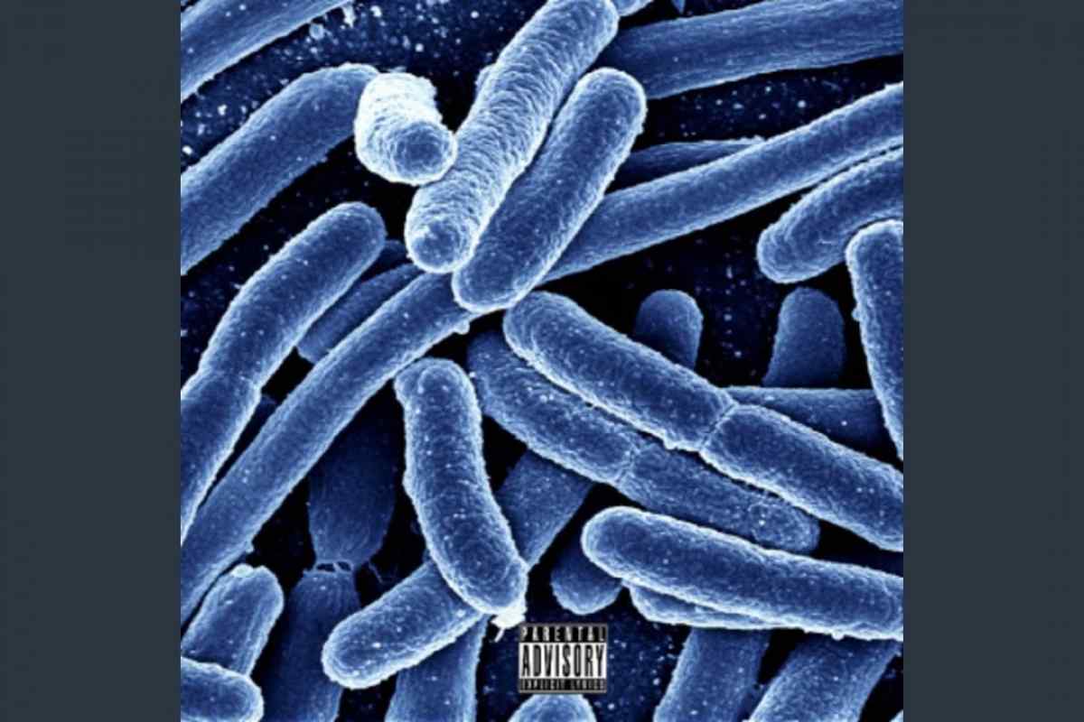 Приклади бактерій та їхні особливості