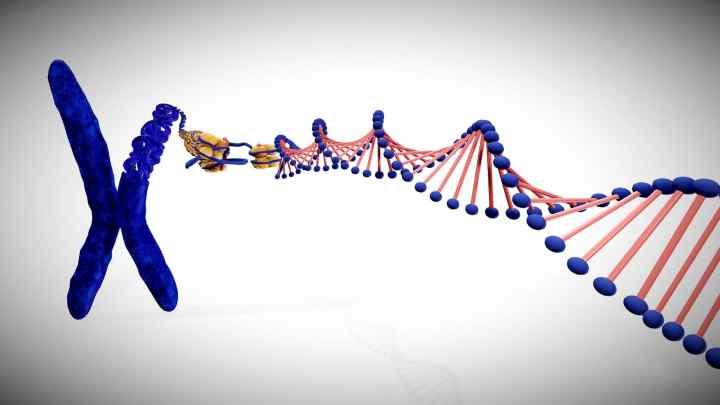 Ген, геном, хромосома: визначення, структура, функції