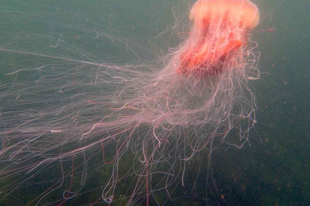 Як лікувати опік медузи?