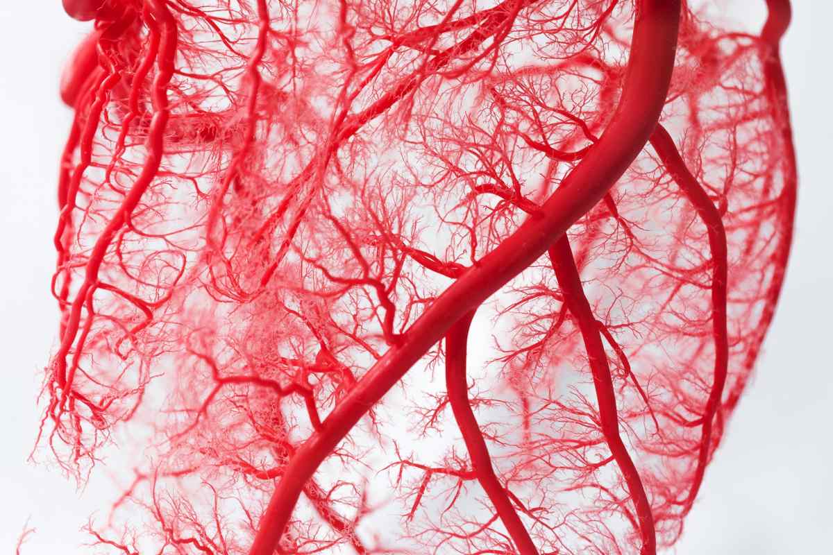 Васкуляризація - це формування нових кровоносних судин