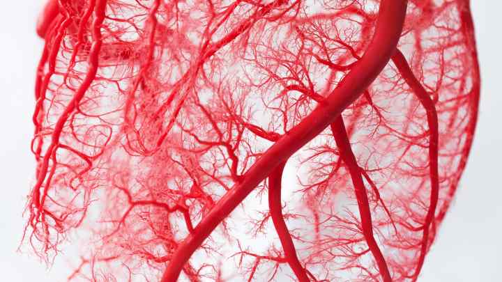Васкуляризація - це формування нових кровоносних судин