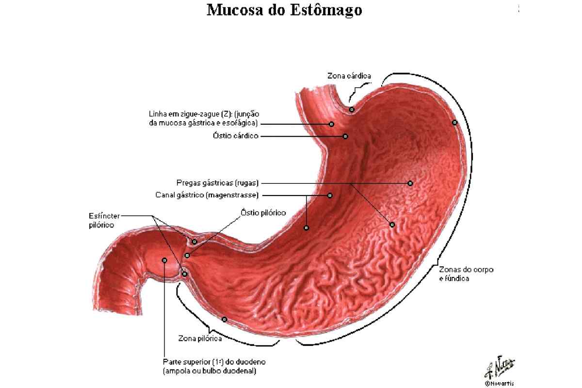 Анатомія шлунка. Будова і функції шлунка людини