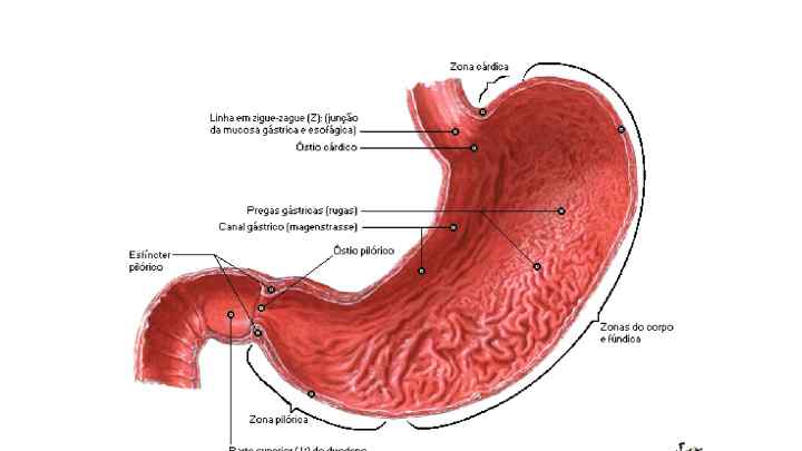 Анатомія шлунка. Будова і функції шлунка людини