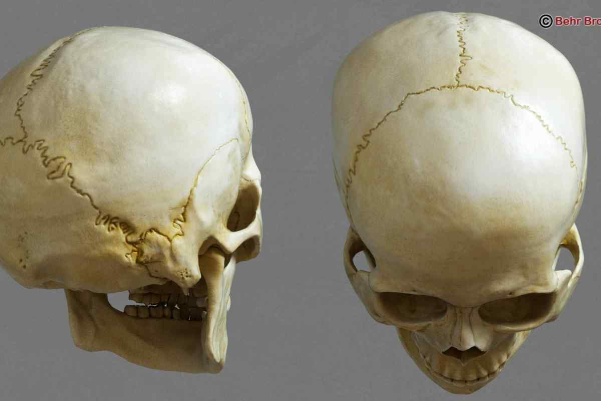 Вікові особливості черепа. Череп немовляти. Шви черепа: анатомія