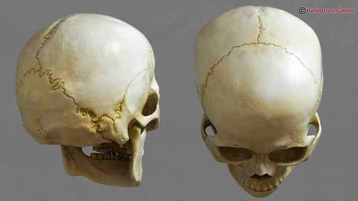 Вікові особливості черепа. Череп немовляти. Шви черепа: анатомія
