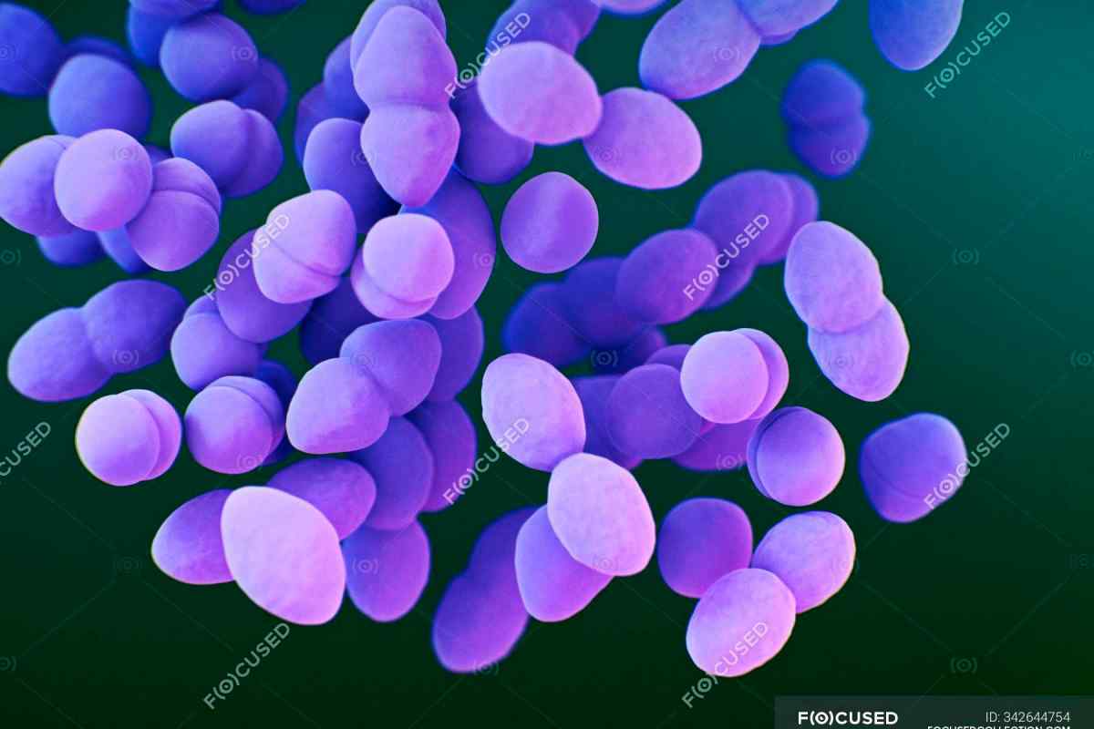 Enterococcus faecalis - що це таке? Симптоми та лікування