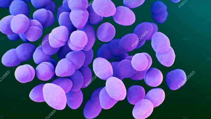 Enterococcus faecalis - що це таке? Симптоми та лікування