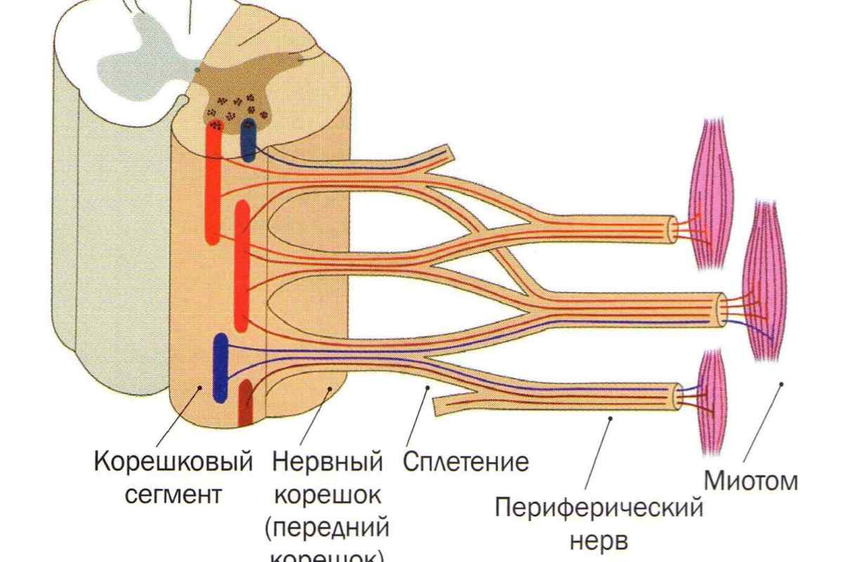 Напередодні равликовий нерв: опис, будова та анатомія