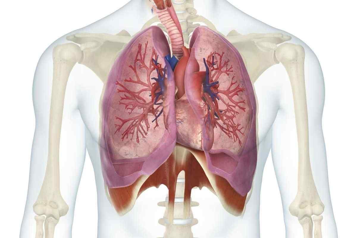 Будова легенів людини